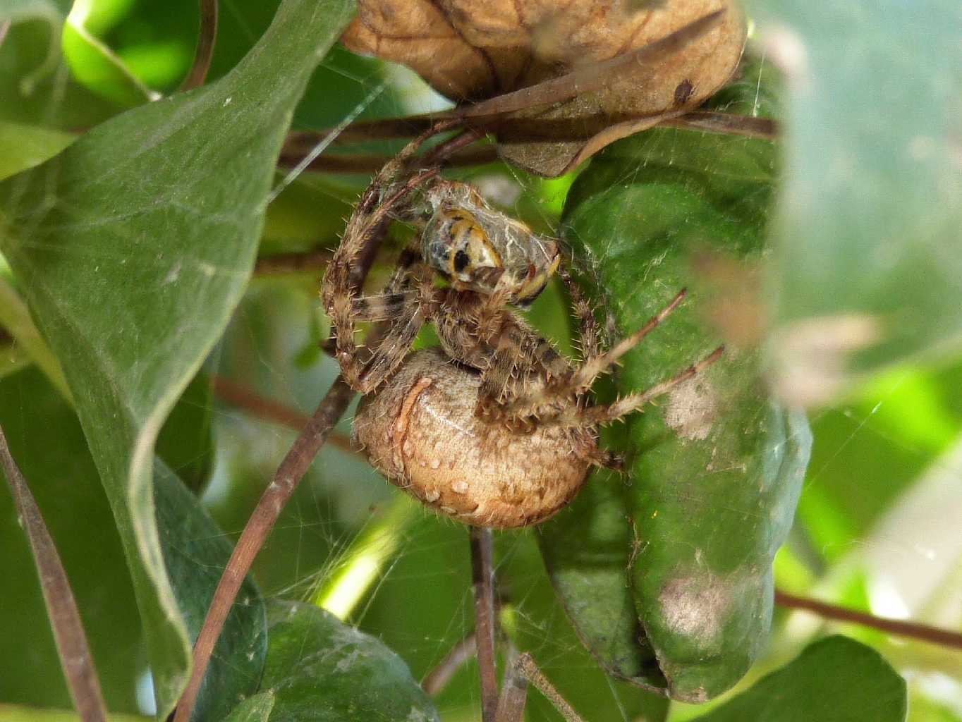 Araneus diadematus - Ostia (RM)